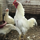 Ovos Galados de Assel Calcutá