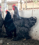 Ovos Galados de Cochinchina Barrada