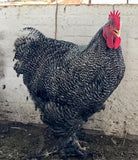 Ovos Galados de Cochinchina Barrada