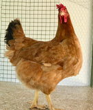 Ovos Galados de Anma (Super Caipira)