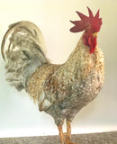 Ovos Galados de Leghorn Pile