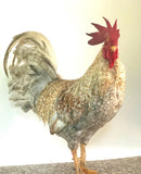 Ovos Galados de Leghorn Pile