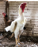 Ovos Galados de Malaio