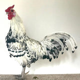 Ovos Galados de Hamburguesa