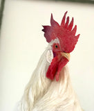 Ovos Galados de Leghorn Inglesa