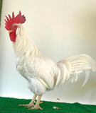 Ovos Galados de Leghorn Inglesa