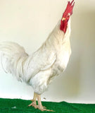 Ovos Galados de Leghorn Inglesa