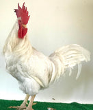 Ovos Galados de Leghorn Inglesa