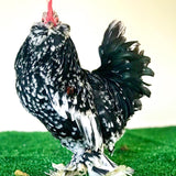 Ovos Galados Belgian Mottled