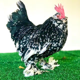 Ovos Galados Belgian Mottled