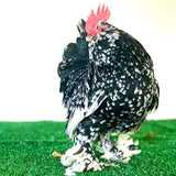 Ovos Galados Belgian Mottled