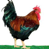 Ovos Galados de Anma (Super Caipira)