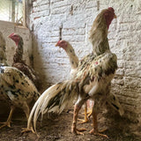 Ovos Galados de Tailandês Pintado