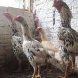 Ovos Galados de Tailandês Pintado