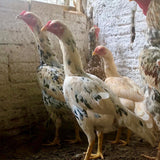 Ovos Galados de Tailandês Pintado