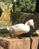 Ovos Galados de Marreco Pompom