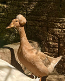 Ovos Galados de Marreco Pompom