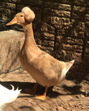 Ovos Galados de Marreco Pompom