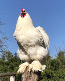 Ovos Galados de Brahma White