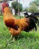 Ovos Galados de New Hampshire