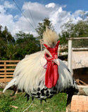 Ovos Galados de Appenzeller Prata