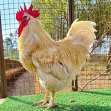 Ovos Galados de Anma (Super Caipira)