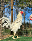 Ovos Galados de Schijndelaar