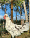 Ovos Galados de Schijndelaar