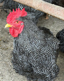 Ovos Galados de Plymouth Rock Barrado