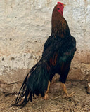 Ovos Galados de Tailandês