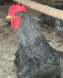 Ovos Galados de Plymouth Rock Barrado