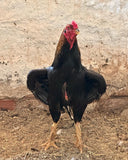 Ovos Galados de Tailandês