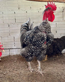 Ovos Galados de Label Barrada