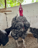 Ovos Galados de Label Barrada