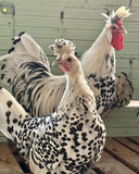 Ovos Galados de Appenzeller Prata