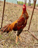 Ovos Galados de Shamo Osaka Amarelo