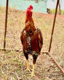 Ovos Galados de Shamo Osaka Amarelo