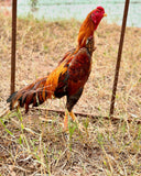 Ovos Galados de Shamo Osaka Amarelo