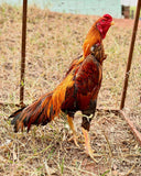 Ovos Galados de Shamo Osaka Amarelo