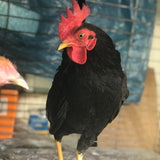 Ovos Galados de Old Game