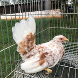 Ovos Galados de Galizé