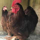 Ovos Galados de Mini Cochinchina Vermelha