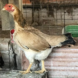 Ovos Galados de Mini Índio