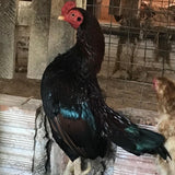 Ovos Galados de Mini Índio