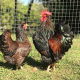 Ovos Galados de Barnevelder Dourada