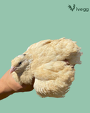 Ovos Galados de Codorna Gigante