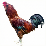 Ovos Galados de Ameraucana