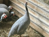 Ovos Galados de Angola Lavanda