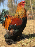 Ovos Galados de Brahma Perdiz