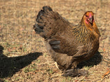 Ovos Galados de Brahma Perdiz
